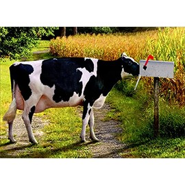 Avanti, Mailbox Cow