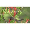 Buy Rare Seeds Anisacanthus quadrifidus | Hummingbird | Flame Acanthus