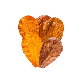 Tender Tropicals Hermit Crab Indian Almond Leaves 6 Inch – Pack of 10 Natural Catappa Leaves for Aquarium & Reptile Tanks – Safe for Betta Fish, Shrimp, Snails & Amphibians