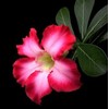 'Desert Rose' Plant - Natural Bonsai - Adenium obesum -