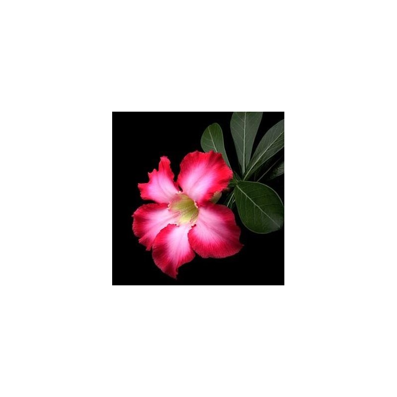 'Desert Rose' Plant - Natural Bonsai - Adenium obesum -