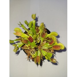 3 Small Venus Flytraps - Fly Trap - (Dionaea Muscipula) Carnivorous Plant 3 Inch Pot