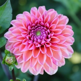 Toadstool Seeds 25 Daisy Duke Dahlia Seeds Flower Perennial Flower Flowering Bloom 1109 US SELL