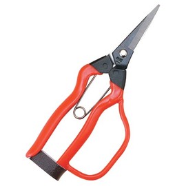 越路 青果 Scissor Guard with J – G