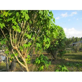 Chaya Cuttings (3) 8-11 inch cuttings from SW Florida
