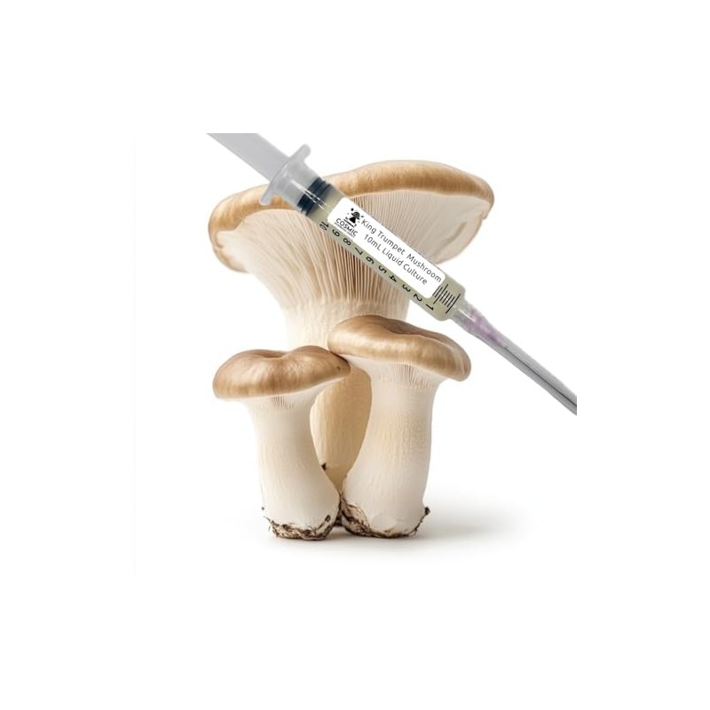 King Trumpet Mushroom (Pleurotus eryngii) - Liquid Culture - 10cc