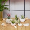 5 Pack Mini Sea Urchin Shell Hanging Pot- Decorative Hanging