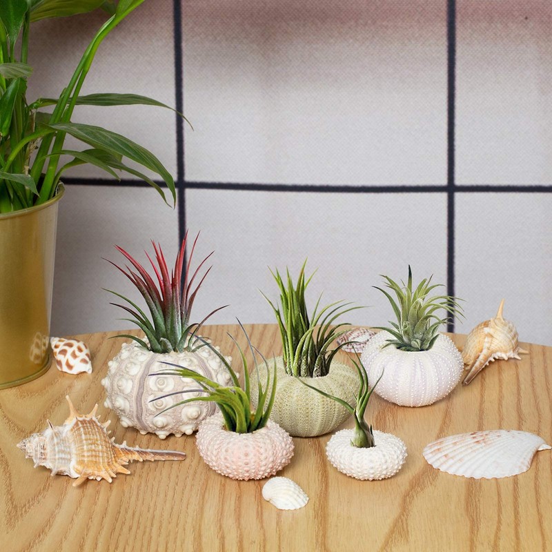5 Pack Mini Sea Urchin Shell Hanging Pot- Decorative Hanging