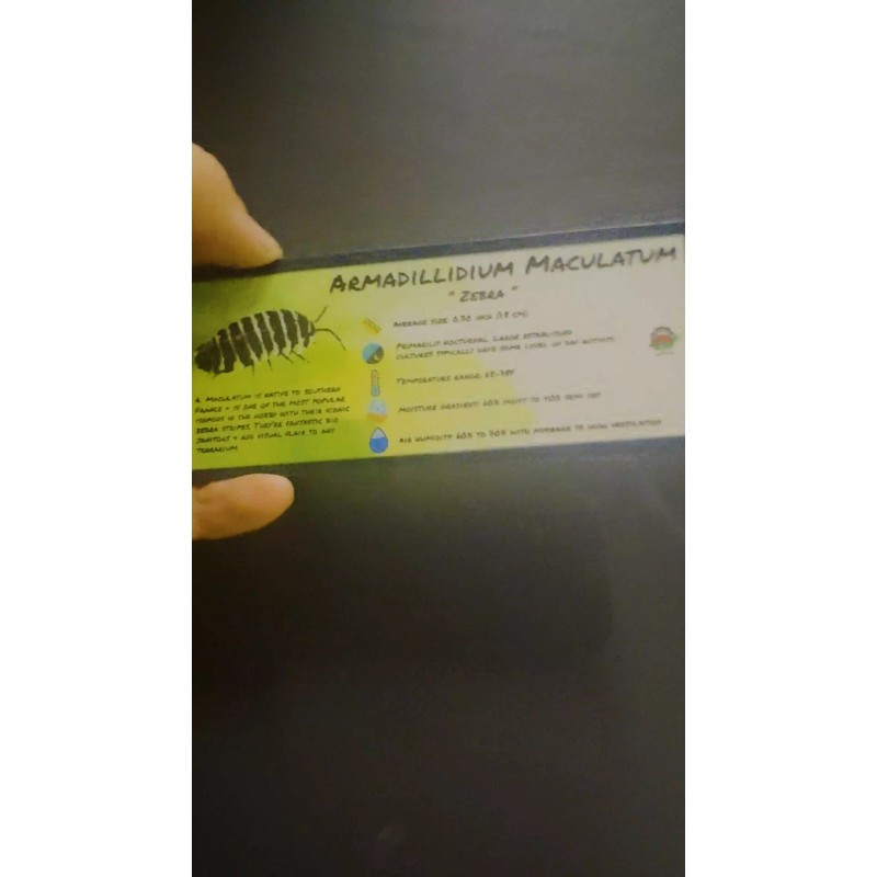 Isopod Bin Label- Armadillidium Maculatum Zebra