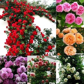 100Pcs Mix Climbing Rose Rosa Bush Vine Climber Fragrant Butterfly Flower Seeds
