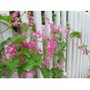 HOPE'S GARDEN Coral Vine Antigonon leptopus~~SMAL