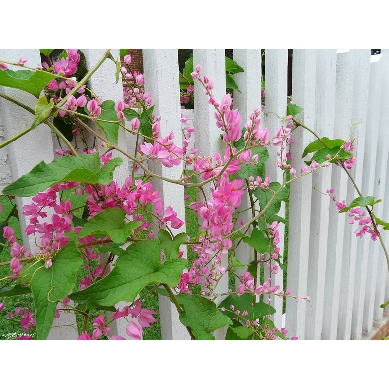 HOPE'S GARDEN Coral Vine Antigonon leptopus~~SMAL
