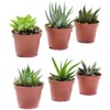 Live Indoor Succulent Plants – 2-inch Assorted Small Succulent –