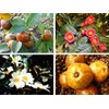 25 Camellia Seeds Camellia sinensis Chinese Green Tea Seeds Tea