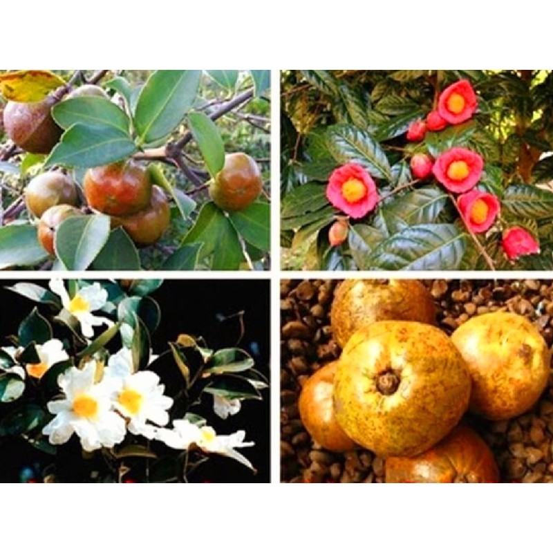 25 Camellia Seeds Camellia sinensis Chinese Green Tea Seeds Tea