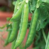 Viridis Hortus - 400 x (79.2g's Approx.) Pea Hurst Greenshaft