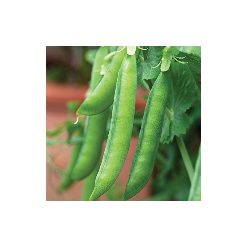 Viridis Hortus - 400 x (79.2g's Approx.) Pea Hurst Greenshaft