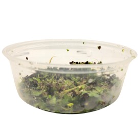 200 Live Dotted Duckweed Plant,  Live Floating Aquarium & Pond Plants