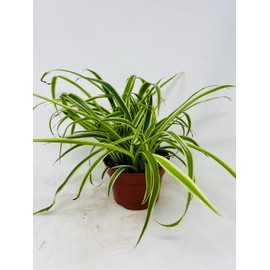 JM BAMBOO JM BAMBOO Reverse Variegated Spider Plant - Easy to Grow/Cleans The Air - 4in Pot