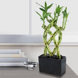 Lucky Bamboo 8 Cane Trellis Plant Arrangement