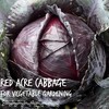 Red Acre Cabbage Seeds: 1 Lb - Non-GMO, Chemical Free