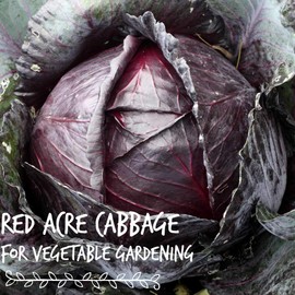 Red Acre Cabbage Seeds: 1 Lb - Non-GMO, Chemical Free Sprouting Seeds for Vegetable Garden & Growing Micro Greens