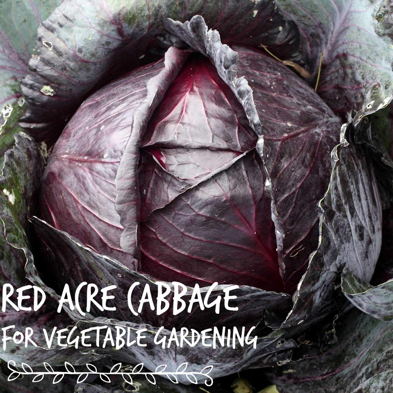 Red Acre Cabbage Seeds: 1 Lb - Non-GMO, Chemical Free