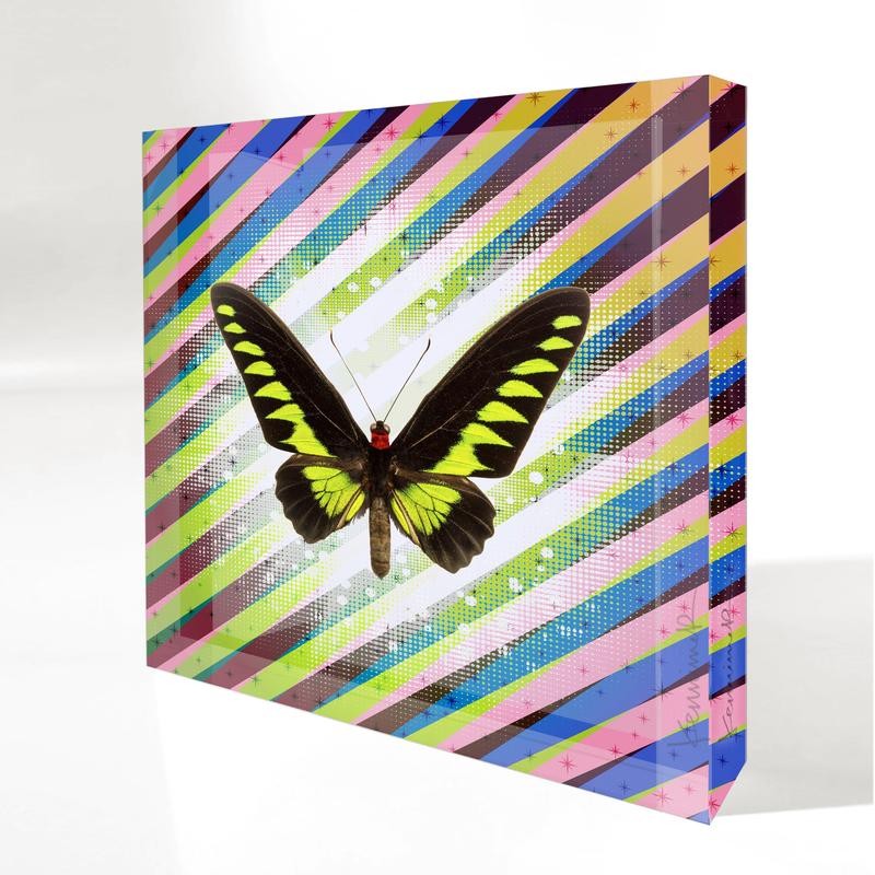 Trogonoptera Brookiana Butterfly | Petite Art Block - Color: Gradient