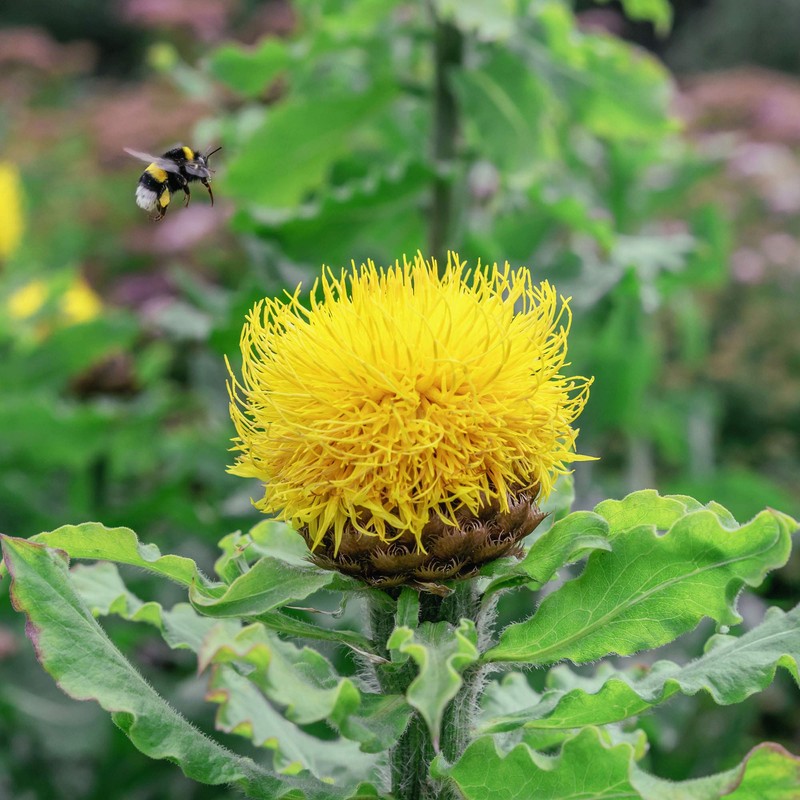 Outsidepride Cornflower Macrocephala - 500 Seeds