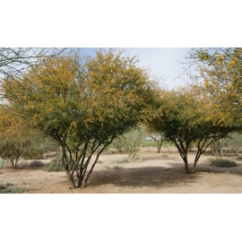 Acacia Famesiana Vachellia farnesiana Sweet Acacia, Farnesiana Vachellia Farnesiana, Yellow Flowers (20+ Seeds) (022B)