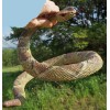 Rattlesnake - Coiled Diamondback Replica - Polyvinyl AAA