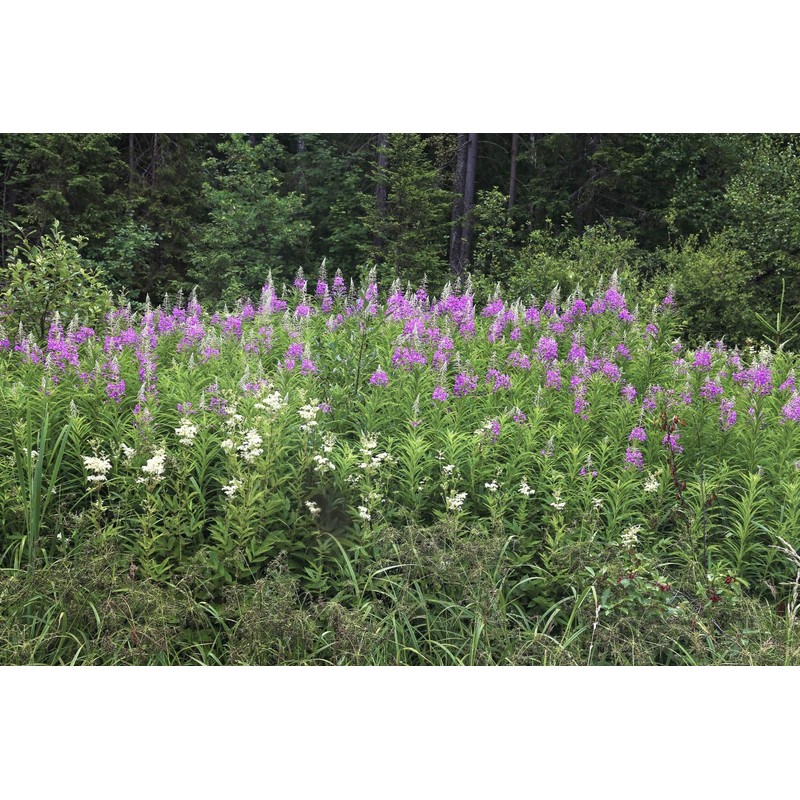 Fireweeds Herb (Epilobium Angustifolium L. - Epilobium Angustifolium Herba) Health