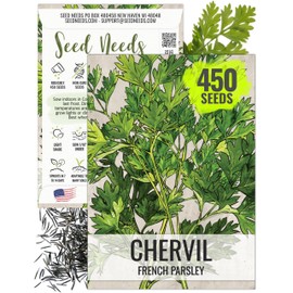 Seed Needs Chervil Seeds for Planting - Non-GMO, Heirloom & Untreated Annual Herbs - Grow an Indoor/Outdoor Garden Full of Culinary French Parsley (1 Pack)