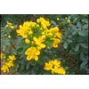50 Senna Surattensis Seeds Cassia Glauca Senna sulfurea Glossy Shower.