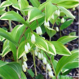 20+ Seed Perennial Solomon's Seal Seeds for Planting-Shaded Garden Woodland Ground Cover Outdoor
