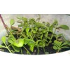 Leopard Mother of Thousands Kalanchoe Daigremontiana Alligator Plant FG