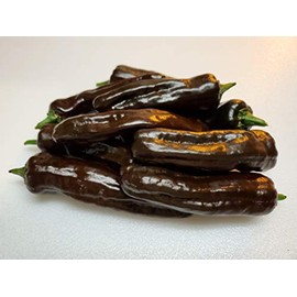 Pasilla Oaxaca Pepper 10+ Seeds
