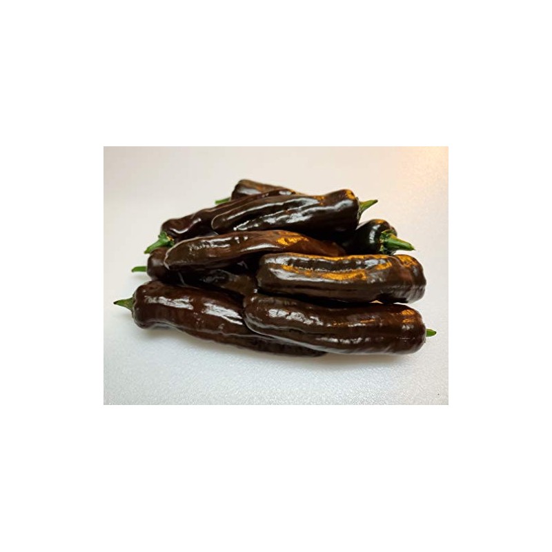 Pasilla Oaxaca Pepper 10+ Seeds