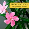 CitronellaKing 3 Pink Oleander Shrubs | Live Plants in 2.5-inch