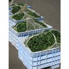 Kikko Foods Tarudashi Cucumber Set of 2