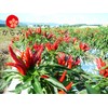 (Commercial Use) Karami Kyushu Pepper (Pepper) 3.5 oz (100 g)