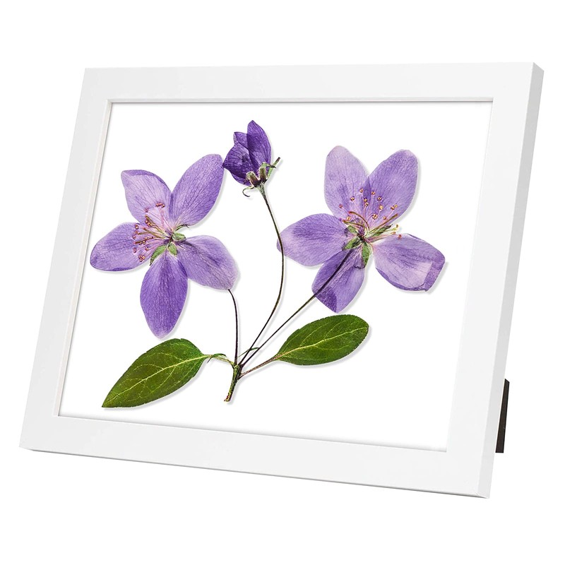 Frametory, Document/Diploma Table-Top Frame for 8.5x11 Picture & Real Glass