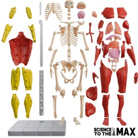 Be Amazing! Toys Interactive 3D Human Body Puzzle Model STEM Toy for Kids 8-12 Anatomy Learn