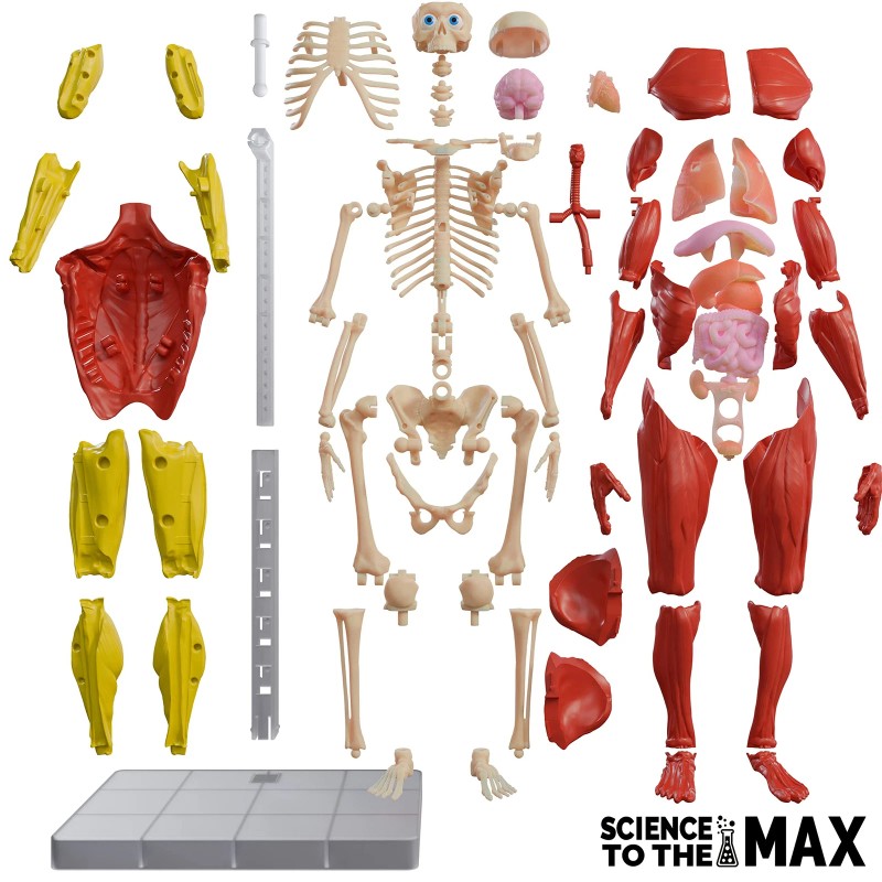 Be Amazing! Toys Interactive 3D Human Body Puzzle Model STEM