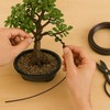 Tinyroots Mini Jade Live Bonsai Tree Set –Dwarf Succulent in