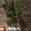 Tree White Fringe Tree/Shrub - 6-12" Tall Live Plant, Qt