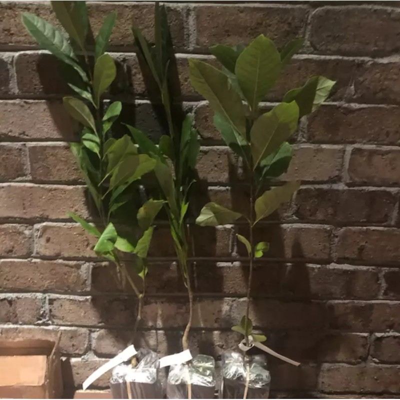Tree White Fringe Tree/Shrub - 6-12" Tall Live Plant, Qt