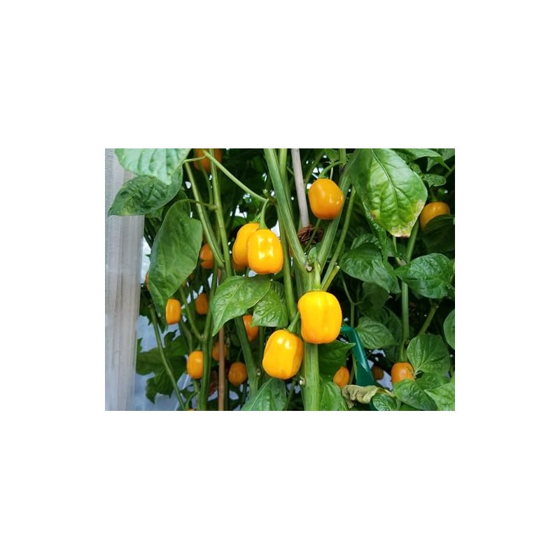 Aji Dulce Yellow Pepper Seeds 10+ Seeds