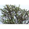 House of Bonsai Cork Bark Hokkaido Dwarf Chinese Elm Pre-Bonsai