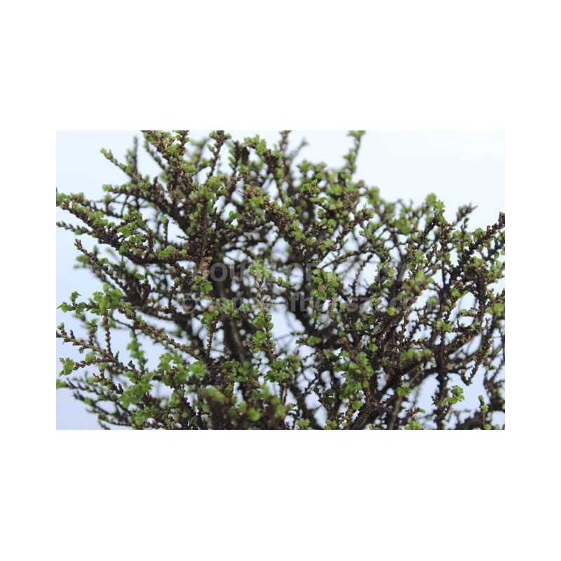 House of Bonsai Cork Bark Hokkaido Dwarf Chinese Elm Pre-Bonsai